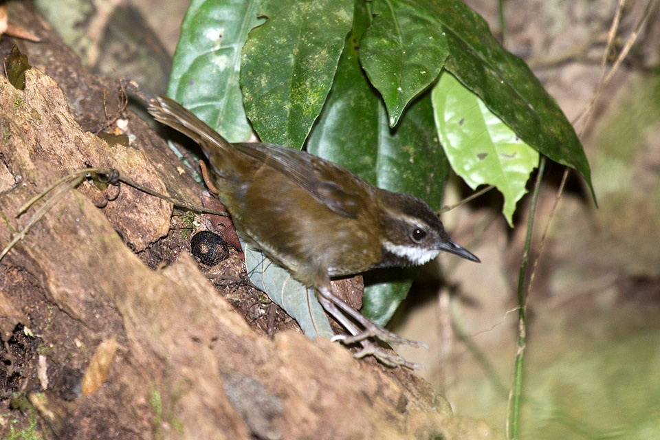 Fernwren (Oreoscopus gutturalis)